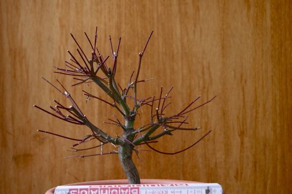 acer_2013_3.jpg
