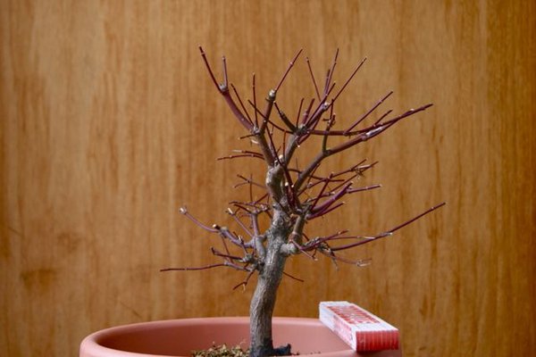acer_2013_4.jpg