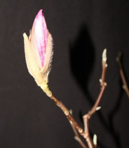 14. Januar