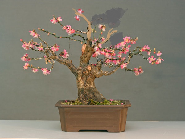 Prunus2013Januar[1].jpg