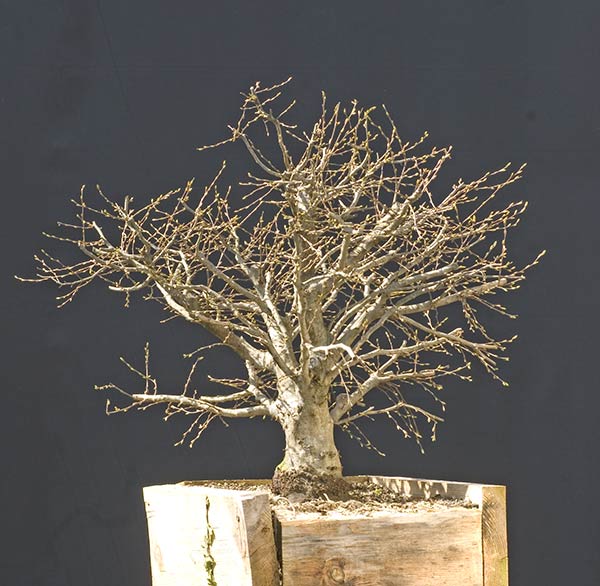 2010-03-NSC_9091v.jpg