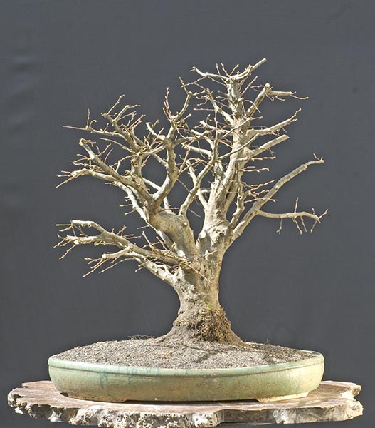2010-03-NSC_9180v.jpg