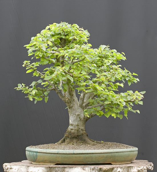 2010-06-NSC_9960v.jpg