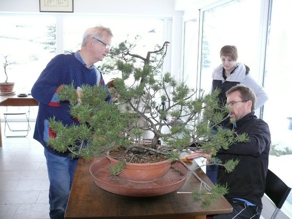 Hans-Werners Workshopbaum war eine mehrstämmige Pinus mugo, die 15 Jahre in einem Balkonkasten gestanden hat