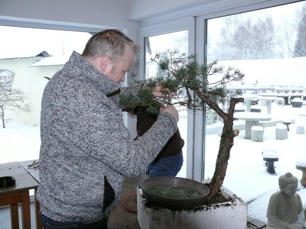 Stefan hatte eine selbst gesammelte Waldkiefer mit, die auf den Weg zum Literaten gebracht wurde. Sie wird noch ein paar Jahre Rückknospung machen müssen.