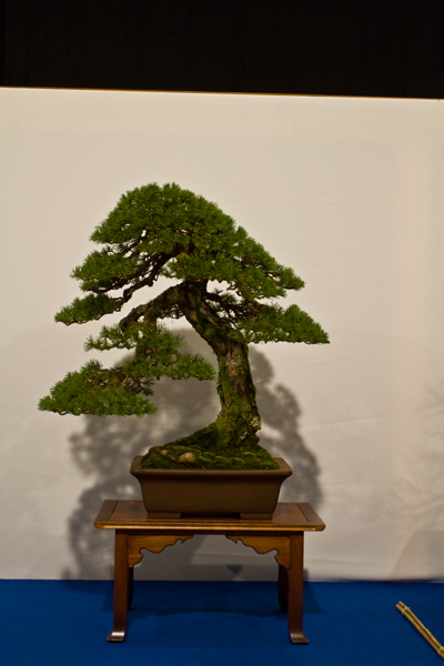 Waldkiefer, Mauro Stemberger