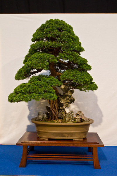 Chinesischer Wacholder, David Yarraton