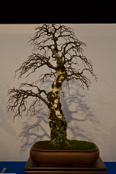 Sandbirke, Hermann Haas