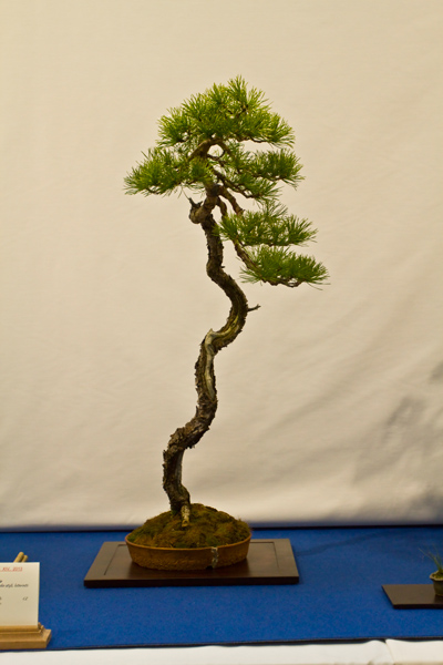 Waldkiefer, Milan Karpisek