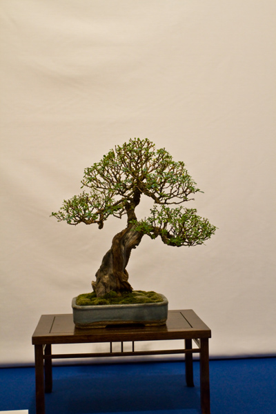 Escallonia, Ian Warhust