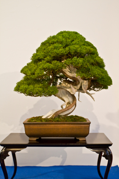 Chinesischer Wacholder, Sian Lim