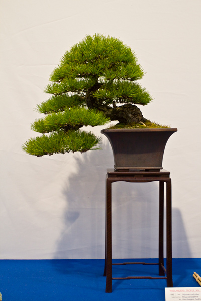 Japanische Rotkiefer, Chrissie Leigh-Walker