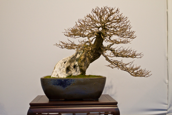 Bougainvillea, Rocco Ciciarello
