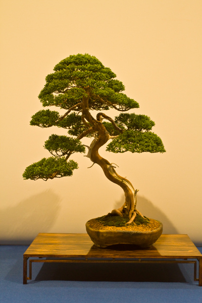 Chinesischer Wacholder, Saverio Noviello
