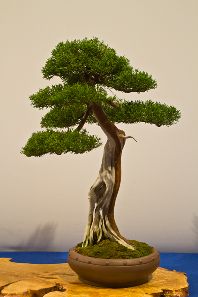 Chinesischer Wacholder, René de Boni