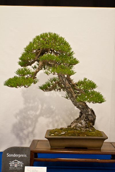 Waldkiefer, Mariano Aisa