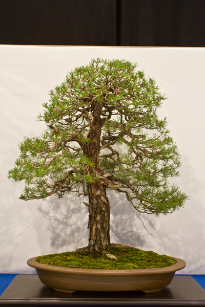 Waldkiefer, Walter Pall