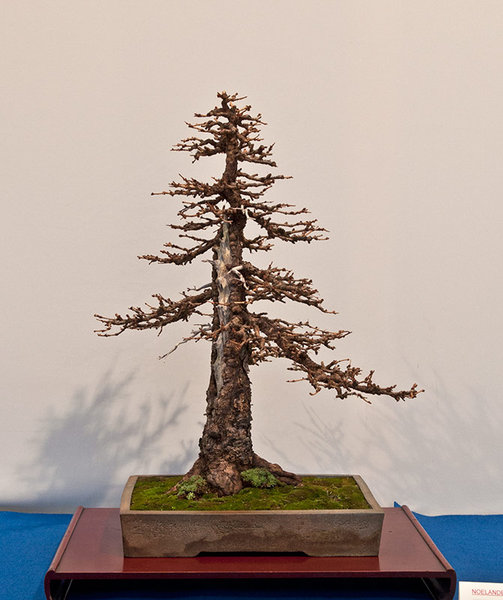 DSC_4199w.jpg