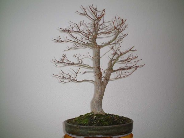 AP Katsura 0113 2.jpg