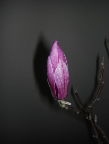 18.Januar