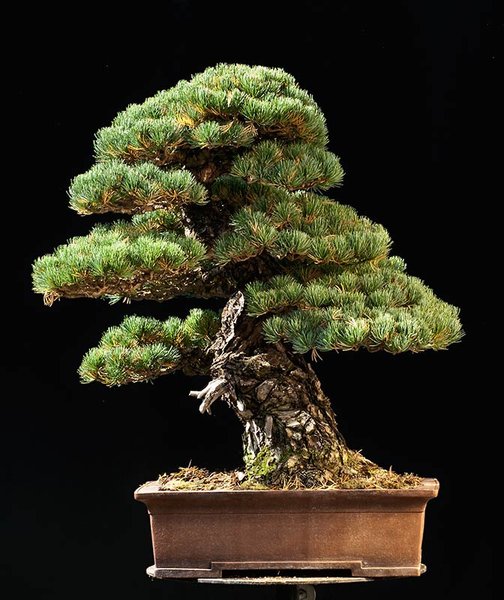 Bild 2: 2009-09: Der Baum hat einem mächtigen Stamm mit charaktervoller Borke, nicht nur im Teil, der von der Schwarzkiefer stammt, sondern auch in den Mädchenkieferästen. Die Krone ist dicht und beeindruckend. Die Pfropfstelle ist nicht sichtbar. Was soll man da noch besser machen, außer den Baum zu säubern?