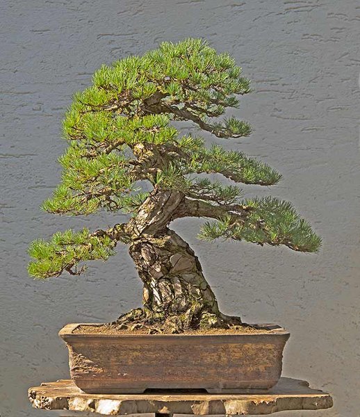 Bild 15: 2012-09: Jetzt wirkt die Mädchenkiefer 'fertig'. Der ganze Baum ist zwar noch immer gedrahtet, er erscheint aber nicht mehr frisch gestaltet. Nachdem die Nadeln vom Vorjahr gezupft waren, präsentiert er sich sehr elegant trotz seines mächtigen Stammes. Das Nebari ist jetzt sehr schön und die Schale passt gut. Nun muss bloß noch der unterste linke Ast noch etwas zulegen.