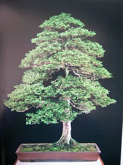 Solitär, H= 113 cm, Alter: 150+ Jahre