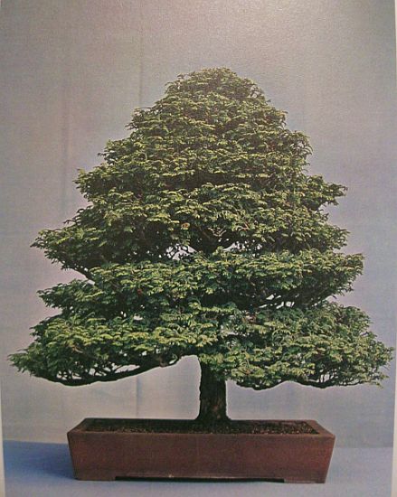 Einzelbaum, H= 55 cm