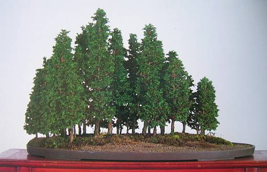 Wald, H= 50 cm