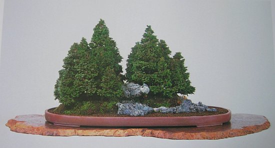 Wald, H= 55 cm