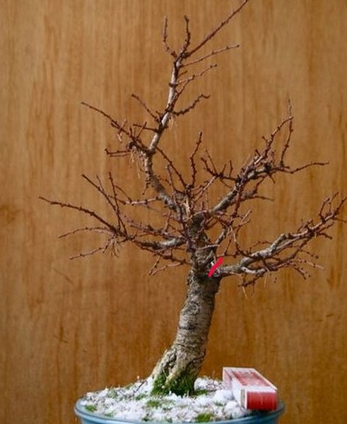 larix_2013_4.jpg
