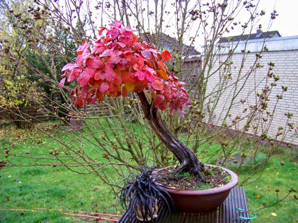 PerückenstrauchNovember2009.jpg