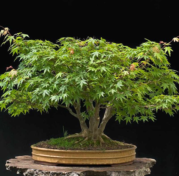 Bild 2:  2008-05: Durch das viel zu dichte Substrat entstanden starke Schäden im oberen Bereich der Krone. Viele kleinblättrige Kultursorten von Acer palmatum sind basal dominant; d.h., dass sie eher unten stark sind und oben leicht aufgeben, also genau umgekehrt wie die meisten Bäume. Das ist wohl die Hinterseite, obwohl das Nebari etwas besser zu sein scheint als auf der Vorderseite.