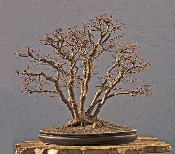 Bild 22: 2013-02: Der Baum wurde in eine Schale von Walter Venne umgesetzt, die ihm sehr gut passt. Das Ergebnis der bisherigen Entwicklung ist ja nun schon gut vorzeigbar. Aber es ist noch lange nicht das Ende der Entwicklungsarbeit. In fünf Vegetationsperioden hat sich einiges geändert. Die Arbeit geht jedoch so wie bisher weiter. In weiteren fünf  Jahren wird das  noch einmal besser sein. Der Preis dafür ist, dass der Baum über weiteste Zeiträume nicht wirklich vorzeigbar sein wird.