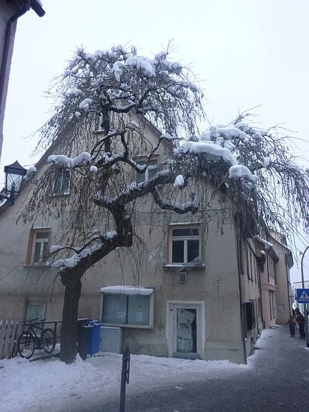 Schneehaubenbaum