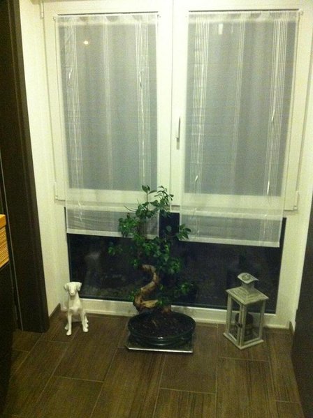 Bonsai Nordseite Fenster