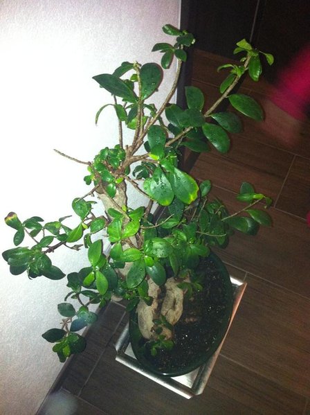 Bonsai oben