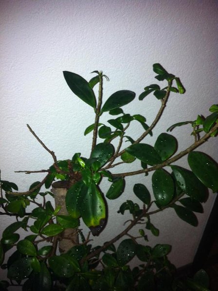 Bonsai oben2