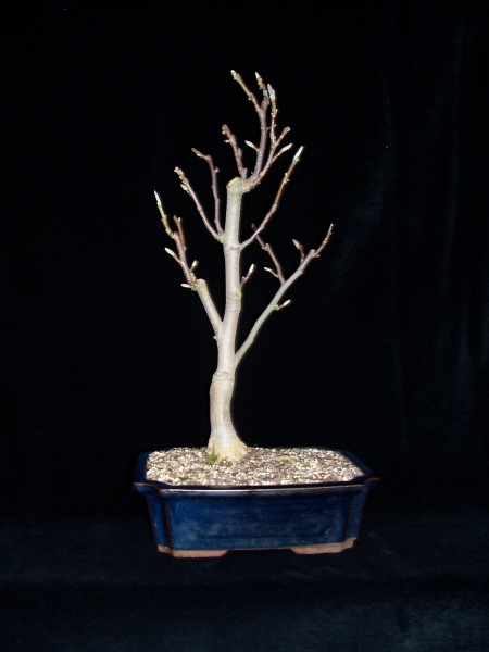1.Magnolie vorn.jpg
