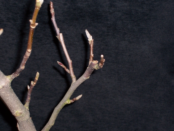 3.Magnolienknospe.jpg