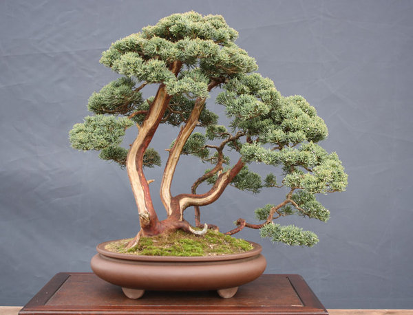 Juniperus Chinensis.jpg