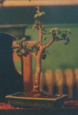 portulacaria erstes bild april 97.jpg