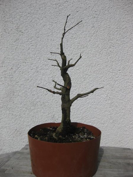 2009 nach Rückschnitt