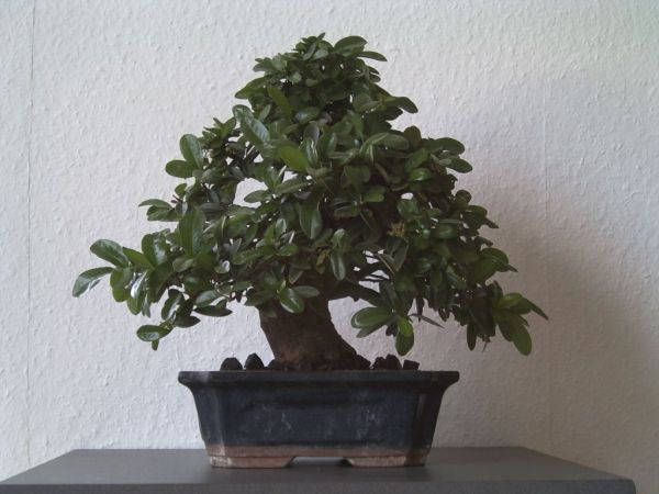 pyracanthaback.jpg