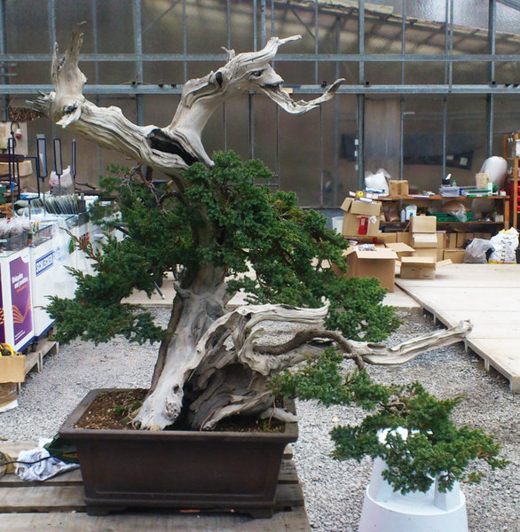 DSC_1171-.jpg