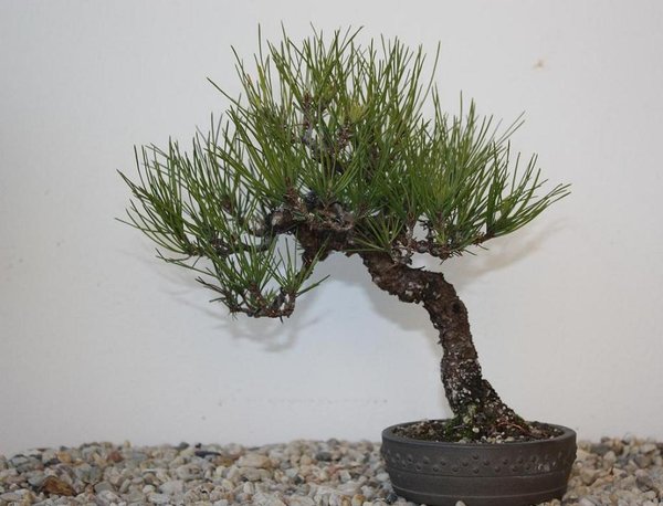 densiflora alte bekannte hat schoene knospen freu ick mia druff