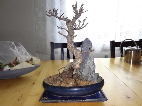 Bonsai5.jpg