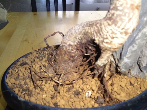 Bonsai7.jpg