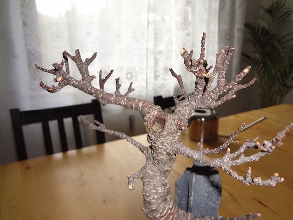Bonsai8.jpg