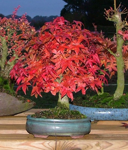 Schnappschuss vom Herbstlaub im Oktober 2009